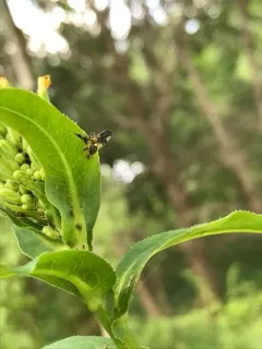 Jamesomyia geminata thumbnail 4