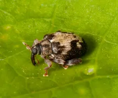 Tachyerges ephippiatus thumbnail 2