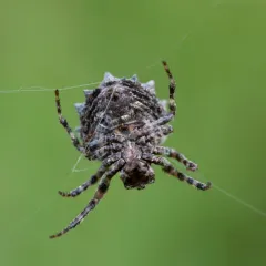Starbellied Orbweaver thumbnail 2