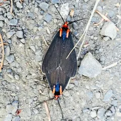 White-margined Ctenucha Moth thumbnail 2