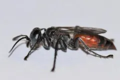 Tachysphex tarsatus thumbnail 4
