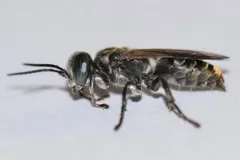 Tachytes obductus thumbnail 2