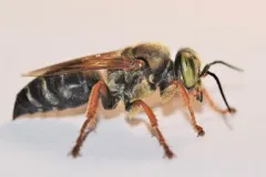 Tachytes aurulentus thumbnail 2