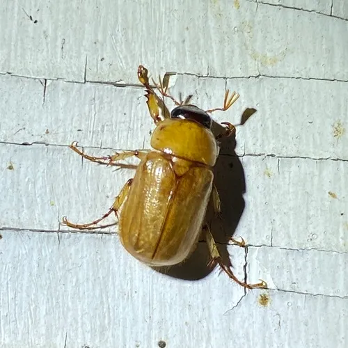Southern Masked Chafer