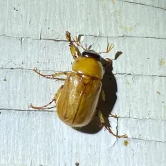 Southern Masked Chafer thumbnail 1