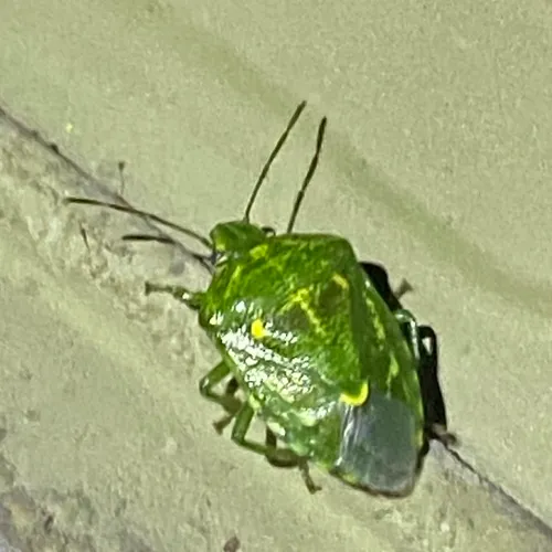 Juniper Stink Bug