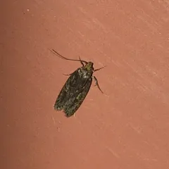 Brown House Moth thumbnail 2
