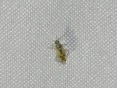 Pale-backed Plagiognathus thumbnail 1