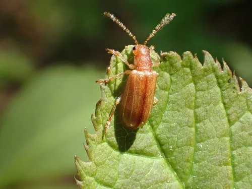 Rusty Leaf Beetle