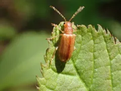 Rusty Leaf Beetle thumbnail 1