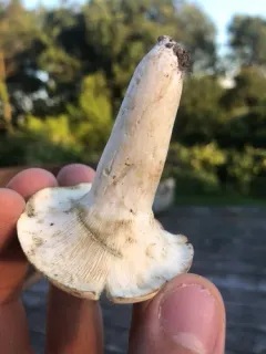 Lactifluus glaucescens thumbnail 2