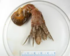 Western Atlantic Hairy Hermit Crab thumbnail 2