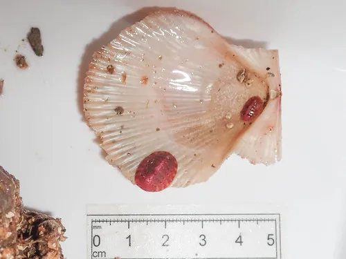 Mottled Red Chiton