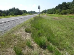 Purple moor grass thumbnail 3