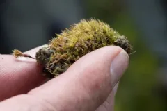 Southern Dung Moss thumbnail 3