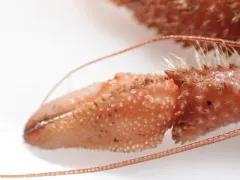 Northern Atlantic Hairy Hermit Crab thumbnail 3