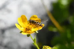 Holarctic Bristleside thumbnail 2