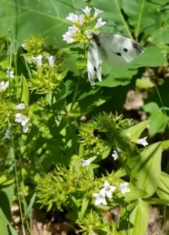 summer bluet thumbnail 2