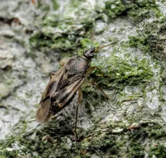 Eurychilopterella luridula thumbnail 2
