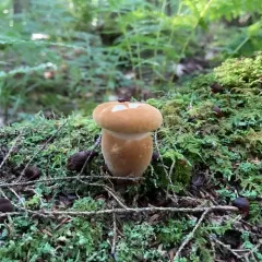 Velvet-footed Tap thumbnail 4