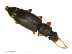 Monotoma longicollis thumbnail 1