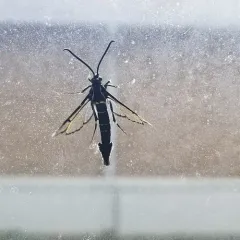 Peachtree Borer Moth thumbnail 2