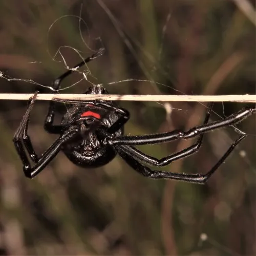 Northern Black Widow