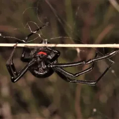 Northern Black Widow thumbnail 1