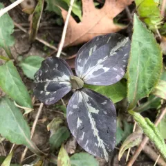 prairie trillium thumbnail 4