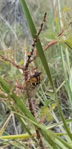 Cole's Bush Cicada thumbnail 4