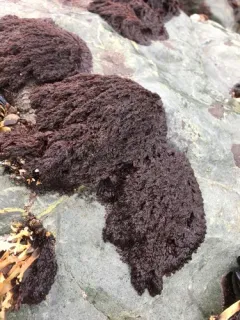 beauty bush alga thumbnail 2