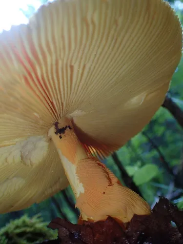 José Cruz's Amanita
