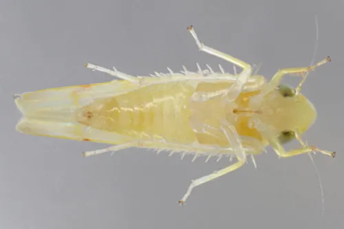 Eratoneura certa
