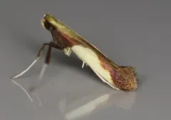 Blueberry Leafminer thumbnail 3