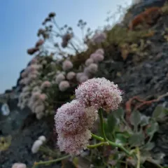 Seaside Buckwheat thumbnail 2