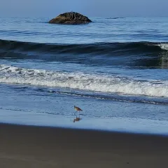 Hudsonian Whimbrel thumbnail 3