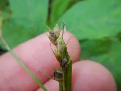 Eastern Few-fruit Sedge thumbnail 1