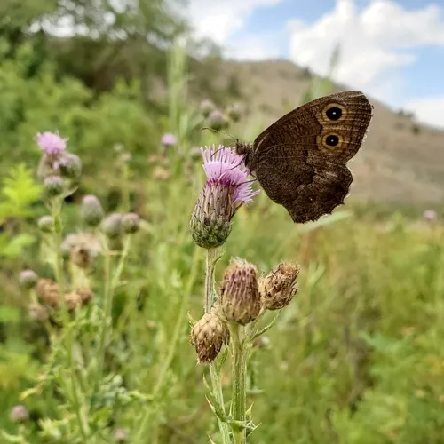 Great Basin Wood-Nymph
