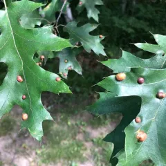 Oak Leaf Gall Midge thumbnail 3