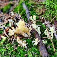White Coral Fungus thumbnail 3