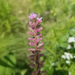 dense blazing star thumbnail 4