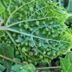 Grape Phylloxera thumbnail 4