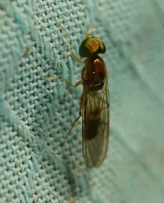 Sargus elegans thumbnail 2