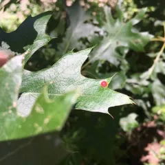 Oak Leaf Gall Midge thumbnail 4