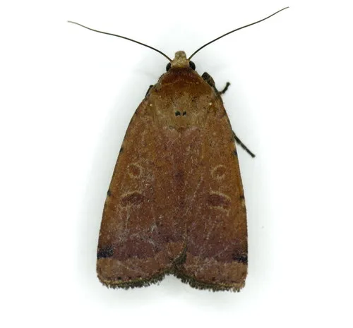 Cupid Dart