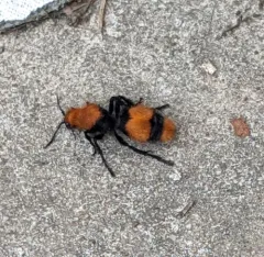 Common Eastern Velvet Ant thumbnail 2