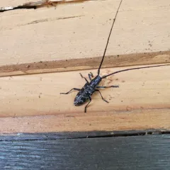 Spotted Pine Sawyer thumbnail 4