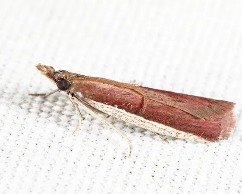Rosy Peoria Moth