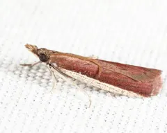 Rosy Peoria Moth thumbnail 1