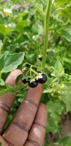 inland nightshade thumbnail 4